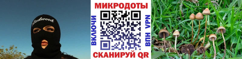 Псилоцибиновые грибы Cubensis Севск